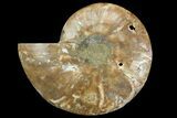 Bargain, Cut & Polished Ammonite Fossil (Half) - Madagascar #157970-1